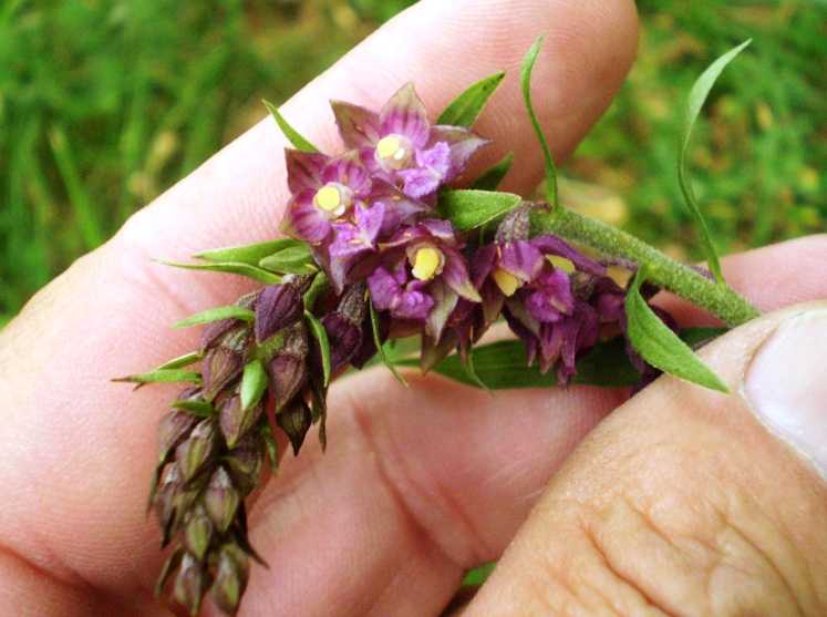 4 - Epipactis atrorubens